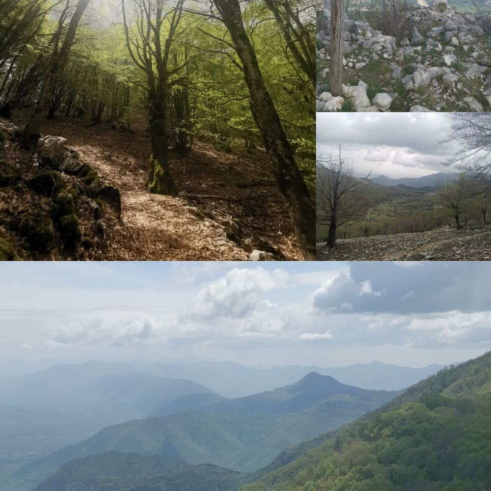La cima dello Sprone Maraoni camminando all’ombra di una splendida faggeta